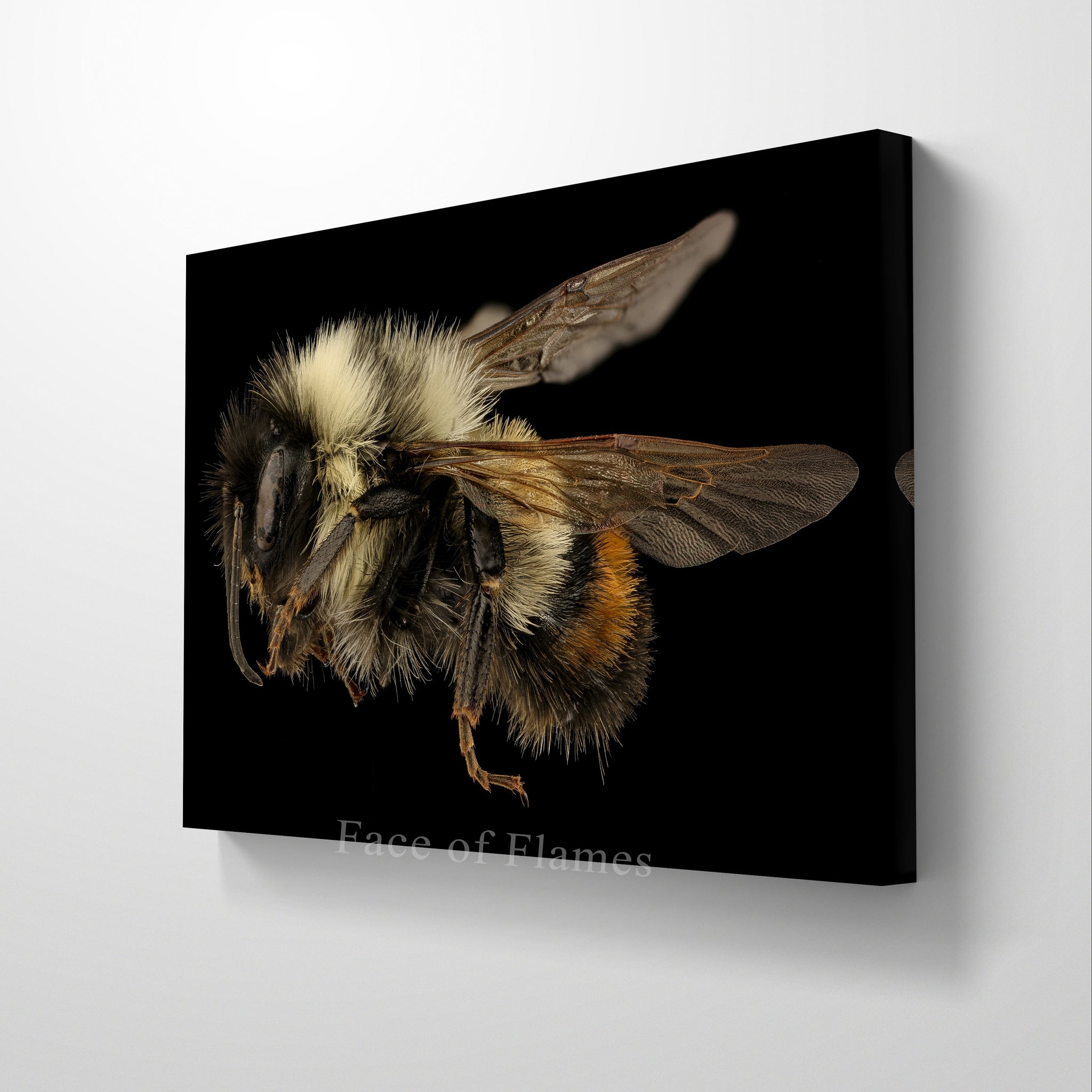 Detailed Portrait of a Bee