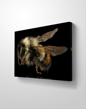 Detailed Portrait of a Bee